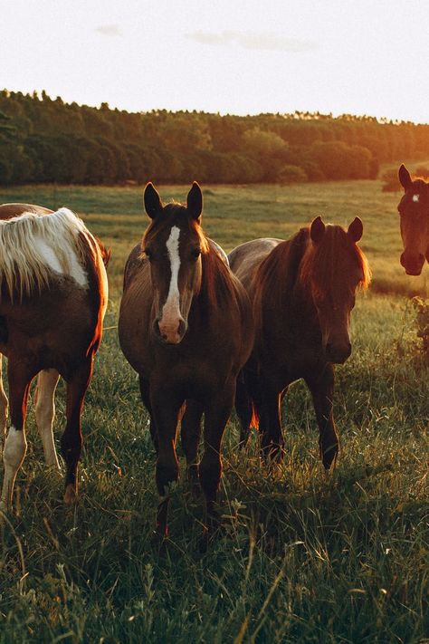 Photo of Horses Grazing in Grass Field · Free Stock Photo Horses Grazing, Field At Sunset, Horse Aesthetic, Farm Photo, Horse Farm, Grass Field, Western Aesthetic, Horse Crazy, Fall Inspo