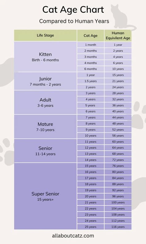 Cat Age Chart, Cat Age, Cat Ages, Technical Writing, Kitten Love, Cat Club, Information Graphics, Old Cats, Life Stages