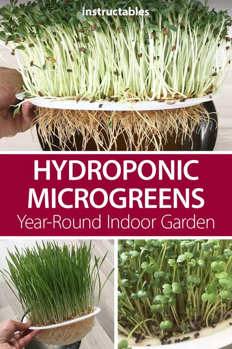 Microgreens Garden, Micro Greens, Growing Microgreens, Garden Types, Hydroponic Gardening, Growing Herbs, Kitchen Cooking, Gardening For Beginners, Kitchen Garden