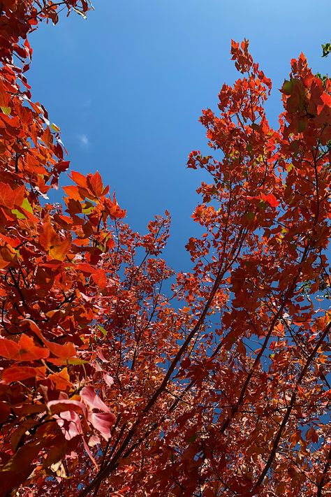 Red Maple trees live up to their many common names, including Scarlet Maple. When daylight hours shorten—frost or no frost—their deep-green leaves reliably begin to turn to bright red, lighting the tree with scarlet hues. Clear skies, brisk days, and red landscape trees for your yard…who could wish for more before winter? Copyright ©2023 by Dolezal & Associates. All Rights Reserved. grownbyyou.com Acer Rubrum, Red Maple Tree, Hardiness Zones, Garden Calendar, Red Garden, Maple Trees, Red Maple, Ornamental Trees, Maple Tree