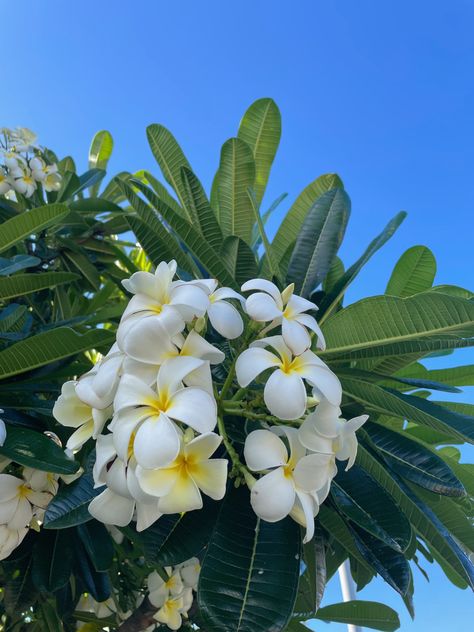 Hawaiian Animals, Fast Growing Pine Trees, Aesthetic Coconut, Jasmine Flowers, White Hibiscus, Plumeria Flowers, Wax Flowers, Flower Therapy, Hawaiian Flowers