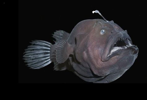 Strange looking fish, found in the deep sea during the expedition to the Mariana Trench - the deepest part in the ocean of the planet earth. Giant Jellyfish, Scary Fish, Frilled Shark, Vampire Squid, Shark Photos, Deep Sea Creatures, Angler Fish, Deep Sea Fishing, Weird Creatures