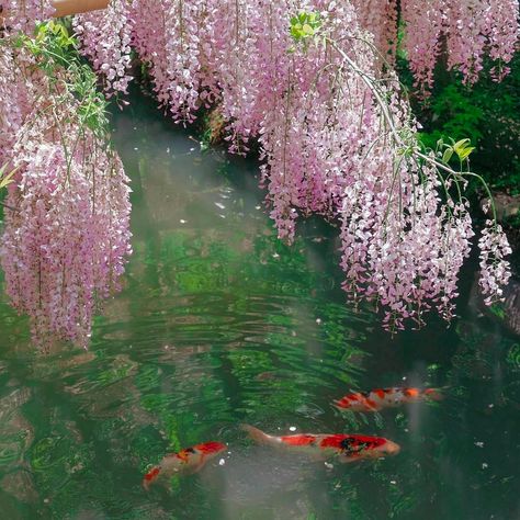 Spring Moodboard, Nothing But Flowers, Flower Therapy, Fish Swimming, Pretty Plants, Nature Aesthetic, Pretty Places, Koi Fish, Aesthetic Backgrounds