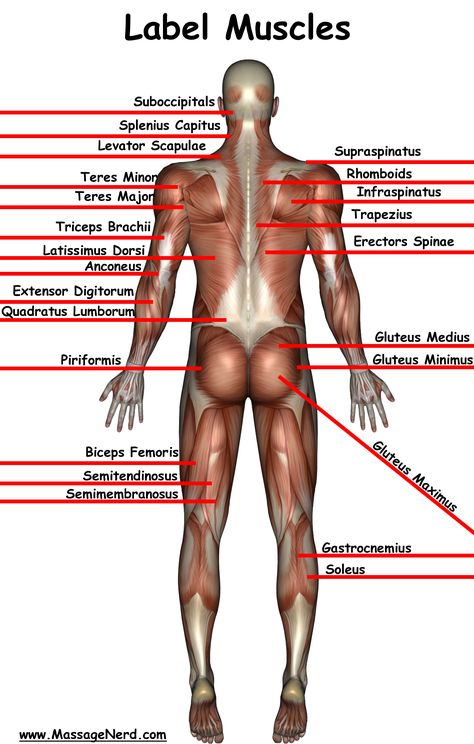 Welcome to the Information Highway of Massage Therapy! Massage Nerd is: the largest massage website with 3,500+ massage videos, 10,000+ massage pictures, 4,000+ massage test questions and so much more! Subscribe to my newsletter to keep up to date on what is happening in the massage world. If you can't find it on massagenerd, then I will find it for you! Muscle Chart, Muscle Names, Muscle Reference, Massage Therapy School, Message Therapy, Pinterest Lifestyle, Massage Pictures, Sports Massage Therapy, Massage Therapy Business