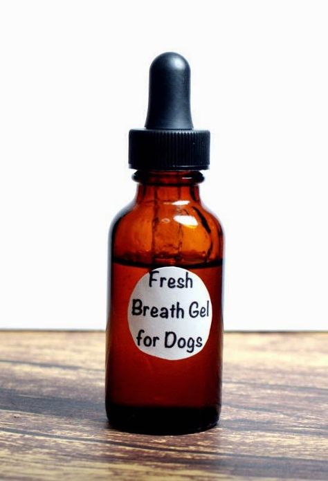 This DIY natural fresh breath gel for dogs really works at freshening breath and helping to prevent tarter on dog's teeth. Plus it's completely natural! Bad Dog Breath, Essential Oils Dogs, Dog Remedies, Dog Breath, Oils For Dogs, Dog Info, Dog Teeth, Pet Hacks, Animal Projects