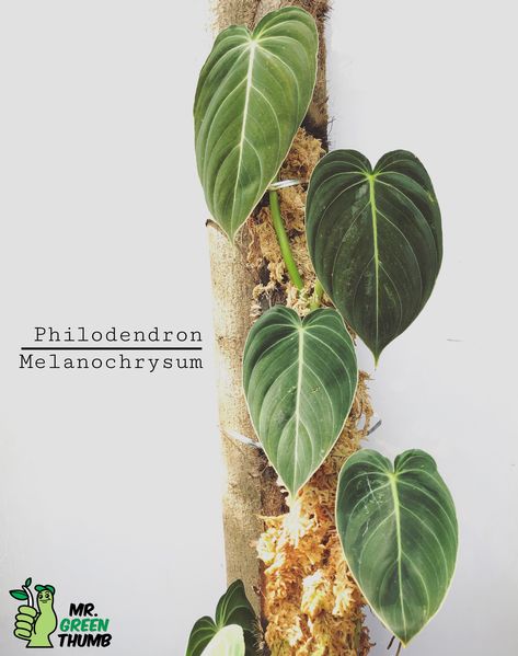 Philodendron Varieties, Statement Plants, Philodendron Melanochrysum, Wishlist Plants, Toxic Plants, Plant Goals, Philodendron Plant, House Plants Decor, Ornamental Plants