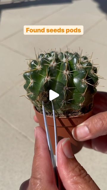 Propagating Cactus, Cactus Seeds, Indirect Sunlight, Seed Pods, The Soil, Rubber Band, Plastic Cup, Take Out, Clear Plastic