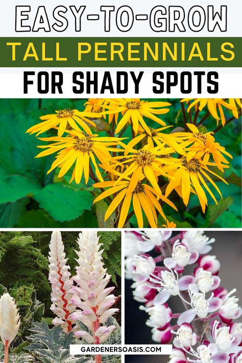 Tall Shade Perennials, Tall Perennials, Ideas Around Trees, Plants That Like Shade, Garden Wall Decoration, Perennial Garden Plans, Shade Loving Perennials, Shade Garden Plants, Ground Covers