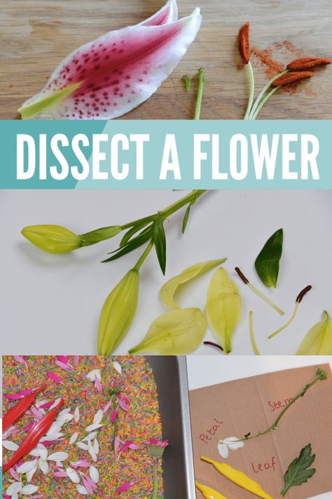 Plant Science Experiments Middle School, Flower Experiments For Kids, Flower Dissection For Kids, Parts Of A Flower Activity, Parts Of Flowers For Kids, Plant Science For Kids, Botany For Kids, Parts Of Flower Project, Plants Activities For Kids