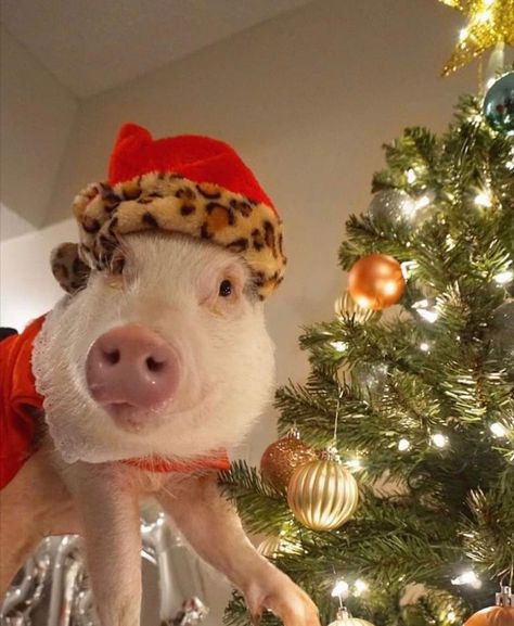 via: Hamlet the Piggy Piggy Aesthetic, Pig Christmas Tree, Christmas Pig Pictures, Pig Aesthetic Cute, Christmas Pigs, Pet Pig Aesthetic, Pig Christmas, Cute Piglets, Animal Christmas