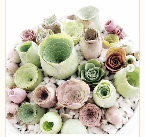 Rose Succulent, Kaktus Dan Sukulen, Cactus Rose, Succulent Garden Indoor, Cactus Planta, نباتات منزلية, Classic Flower, Succulent Garden Diy, Succulent Gardening