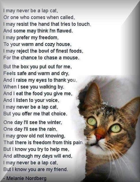 Pet Poems, Cat Poems, Cat Love Quotes, Feral Cat, Feral Cats, Cat Facts, Cat Quotes, Bengal Cat, Cat Care