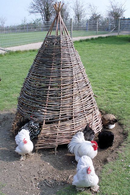 Chicken Teepee made from woven vines or saplings.  Good day shelter, not enough protection for night. Chicken Shelter, Cheap Chicken Coops, Chicken Roost, Chicken Barn, Backyard Chicken Coop Plans, Coop Design, Chicken Coop Designs, Coop Plans, Building A Chicken Coop