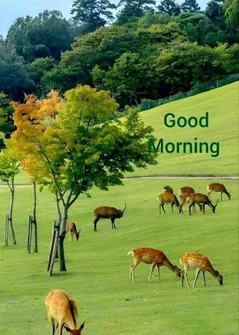 Good Morning Wishes In Tamil, Good Morning Wishes In English, Good Morning Wishes In Hindi, Good Morning Wishes Love, Good Morning Nature Images, Good Morning Animals, Good Morning Posters, Good Morning Clips, Good Day Messages