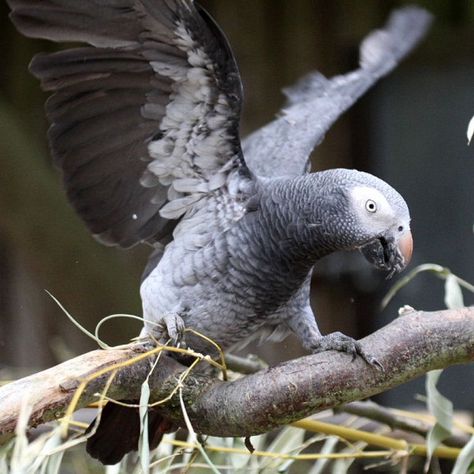 Timneh-African-Grey African Gray Parrots, Timneh African Grey, Congo African Grey, Parrot Perch, Grey Parrot, Grey Pictures, White Face Mask, African Grey Parrot, African Grey