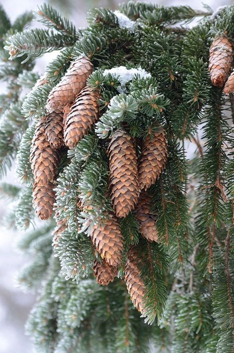 Picea Abies, Norway Spruce, Boreal Forest, Fir Trees, Conifer Trees, Earth Elements, Tree Photography, Winter Scenery, Winter Wonder