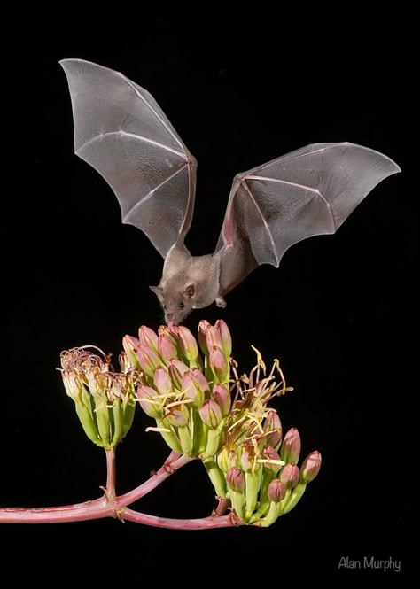 Flying At Night, Rorschach Art, Bat Species, Bat Flying, Bat Art, Nature Picture, Best Nature, Pretty Animals, Nature Photographs