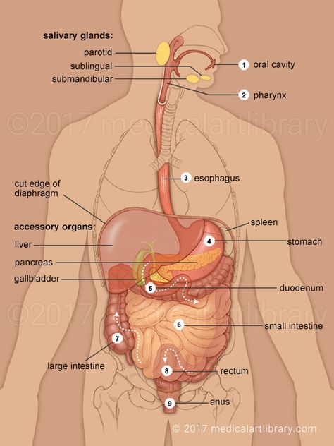 gastrointestinal system Squamous Epithelium, Gastrointestinal Nursing, Intestines Anatomy, Human Body Diagram, Human Body Vocabulary, Digestive System Anatomy, Learn Anatomy, Emt Study, Digestive Organs