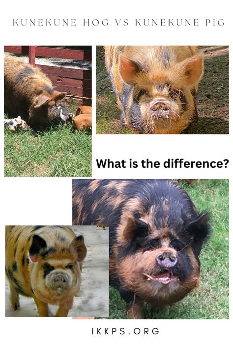 What is the difference between the KuneKune Hog and KuneKune pig? Kunekune Pigs, Kune Kune Pigs, Seed Dispersal, Animal Husbandry, Renewable Sources Of Energy, Sustainable Farming, Soil Improvement, What Is The Difference Between, Pigs