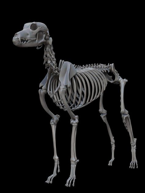 Skull Reference, Dog Anatomy, Skeleton Drawings, Dog Skeleton, Animal Skeletons, Art Essentials, Spooky Tattoos, Animal Bones, Dog Bones