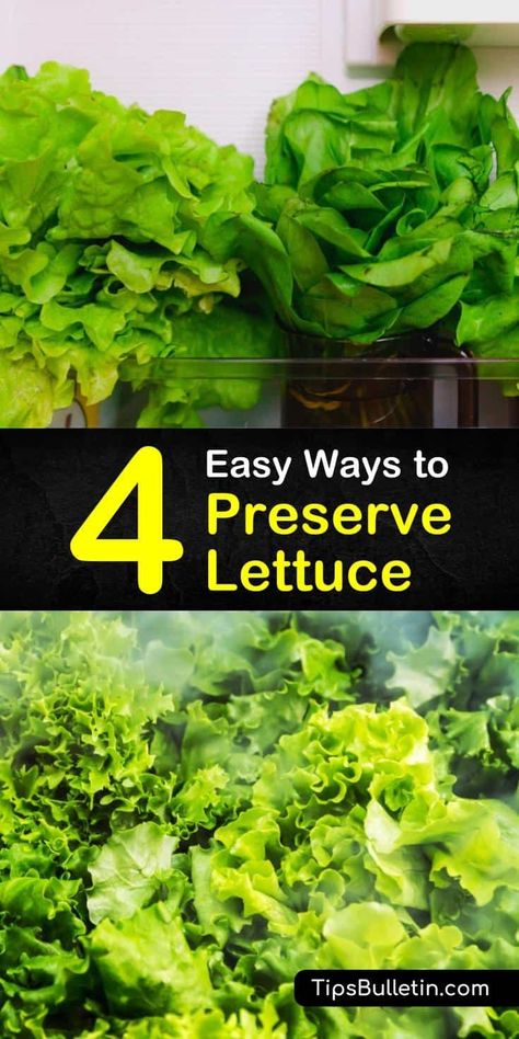 Keep your iceberg lettuce and romaine lettuce fresh with these simple ways to store lettuce. Discover how the crisper drawer and a plastic bag become essential for the health and crunchiness of your fresh lettuce and veggies. #howto #preserve #lettuce Canning Lettuce, What To Do With Extra Lettuce, Best Way To Store Lettuce, How To Make Lettuce Last Longer, How To Keep Romaine Lettuce Fresh, How To Keep Lettuce Fresh, How To Preserve Lettuce, How To Store Lettuce, How To Keep Lettuce Fresh Longer