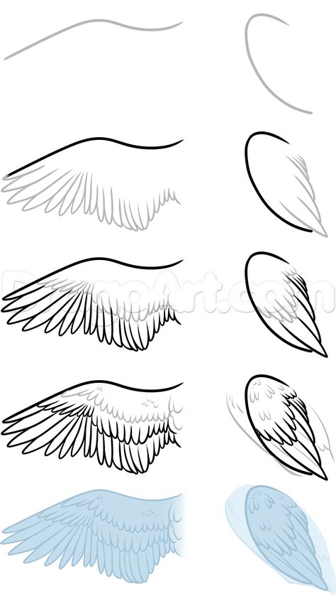 bird anatomy drawing step 8 How To Draw Wings On People Step By Step, Wing Base Drawing, How To Draw Bird Wings, Bird Anatomy Drawing, Wing Anatomy, Types Of Wings, Bird Anatomy, Wings Sketch, Drawing Female