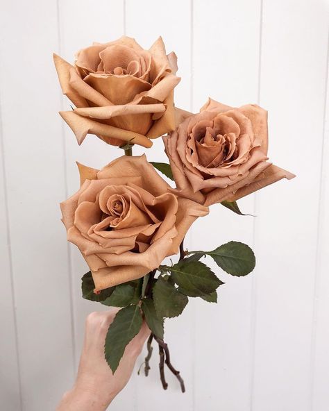 Brown Roses, Toffee Rose, Toffee Rose Centerpiece, Toffee Roses Wedding, Quicksand And Toffee Rose Bouquet, Toffee Roses Wedding Centerpieces, Toffee And Cream Rose Bouquet, Toffee Rose Bouquet, Toffee Roses