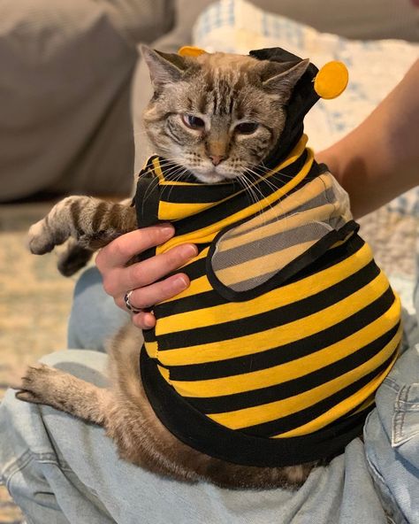 This bumble bee costume is perfect for fat cats =) Cute Cat Costumes, Bumble Bee Costume, Bee Costume, Cat Halloween Costume, Funny Costumes, Easy Costumes, Cat Costumes, Fat Cats, Pet Costumes