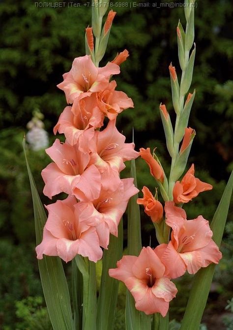 Gladiolus Arrangements, August Birth Flower, Gladiolus Flower, Flower Identification, Gladioli, Flowers Tattoo, Last Words, Cut Flower Garden, Nothing But Flowers