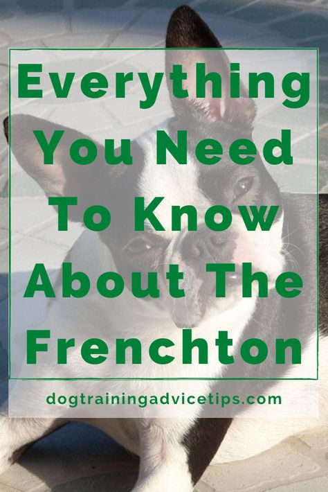 Frenchton Dog, Dog Facts Interesting, Operant Conditioning, Hyper Dog, Puppy Stages, Basic Dog Training, Dog Training Advice, Family Dog, Dog Facts