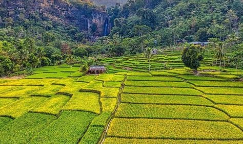 Padang, Padangkita.com – Lahan pertanian di Kota Padang terus menunjukan penurunan luas di tiap tahunnya. Dinas Pertanian Kota Padang menyatakan hingga tahun ini luas lahan pertanian turun menjadi 5.400 hektare. Kepala Dinas Pertanian Kota Padang, Syahrial Kamat mengatakan penurunan jumlah lahan pertanian tersebut seiring dengan bertambahnya jumlah penduduk. “Hingga tahun ini lahan pertanian terus menurun […] The post Tahun 2030, Lahan Pertanian di Padang Diprediksi Tinggal 2.8 Importance Of Agriculture, Lahan Pertanian, Travel Fund, Photographer Pictures, Rice Fields, Relaxing Places, Golf Trip, Photography Images, Free Photography