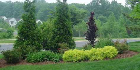 Nice Green Giant Arborvitae combination mixed with shrubs, ornamental tree, and perennials. Expect the GGAV to be more round & full unless you want to keep pruning it as shown. I'd space them apart more, 15-20' on center, if used with a variety this way instead of an actual screen. For privacy & noise reduction, plant closer together for a faster wall of green. Landscaping Berm, Hedges Privacy, Arborvitae Landscaping, Privacy Planting, Evergreen Landscaping, Farm Landscaping, Green Giant Arborvitae, Giant Arborvitae, Leyland Cypress