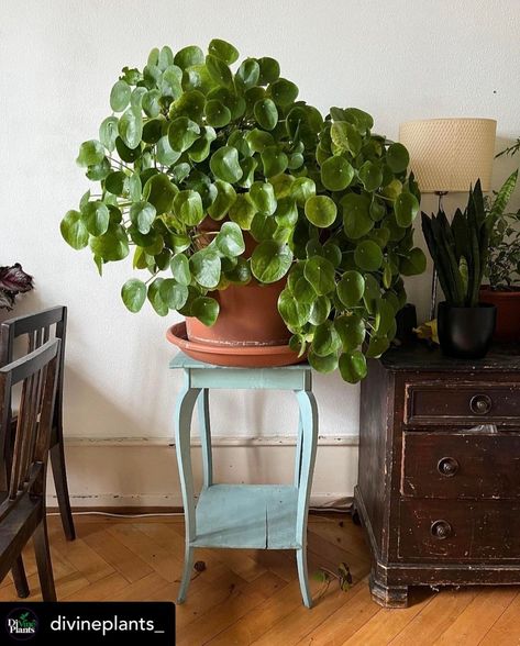 Chinese Money Plant (Pilea) Care Guide: Thriving Tips for Your Green Companion! Chinese Coin Plant, Chinese Money Plant Care, Chinese Money Tree, Money Plant Care, Chinese Plants, Pilea Peperomioides, Chinese Money Plant, Money Plant, Inside Plants