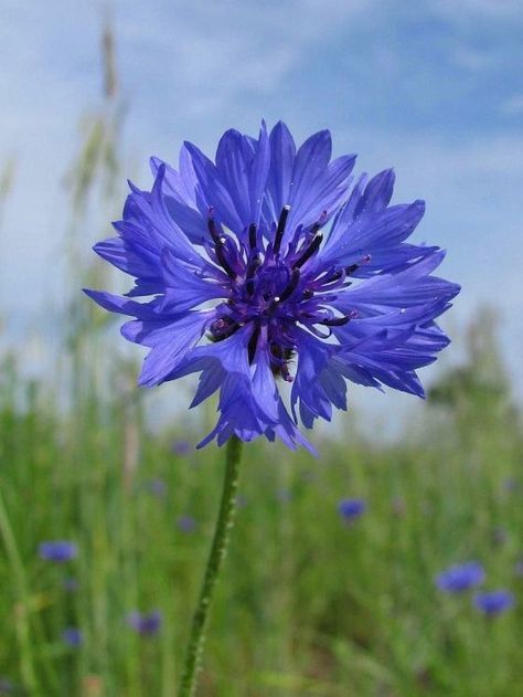 Bachelor Buttons, Watercolor Birthday Cards, Blue Cornflower, Diy Watercolor Painting, Fantasy Art Landscapes, Cornflower Blue, Flower Images, Flower Photos, Rye