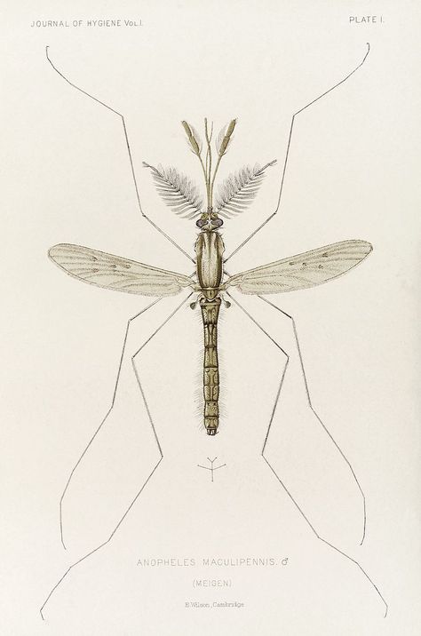 Male mosquito, Anopheles maculipennis (atroparvus), 1901 Anopheles Mosquito, Mosquito Drawing, Wellcome Images, Scientific Poster, Film Logo, Wings Drawing, Head Shop, Vintage Drawing, Scientific Illustration