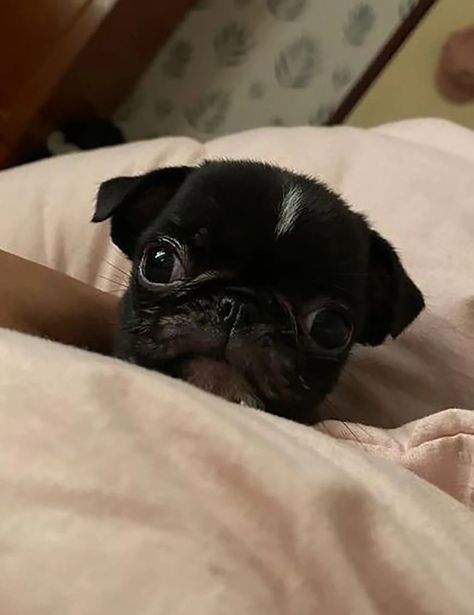 Baby Black Pug, Brindle Pug, Teacup Pug, Designer Dogs Breeds, Pug Photos, Black Pug Puppies, Puppies Near Me, Black Pug, Purebred Dogs