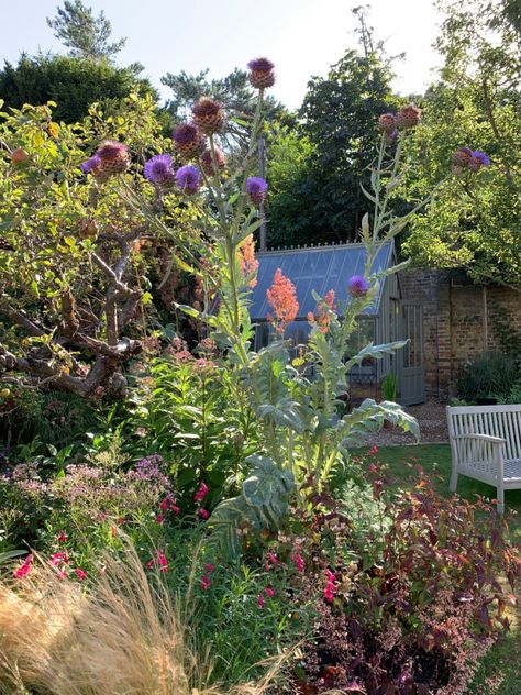 Cynara cardunculus, Penstemon claret, Stipa tenuissima, Macleaya cordata, Persicaria ‘Red Dragon’, Cynara Cardunculus, Red Dragon, Plants, Red