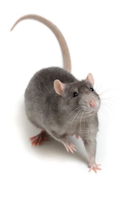 Gray rat isolated on white background royalty free stock photography Rat Side Profile, Rat Reference Photo, Rats Photography, Trimurti Arts, Rat Reference, Rat Photos, Animal Reference Photos, Rat Mask, Rat Animal