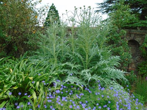 Cynara Cardunculus, Cottage Nursery, Plant Combinations, Summer 2014, Summer 2015, Geraniums, Garden Plants, Simple Designs, Herbs