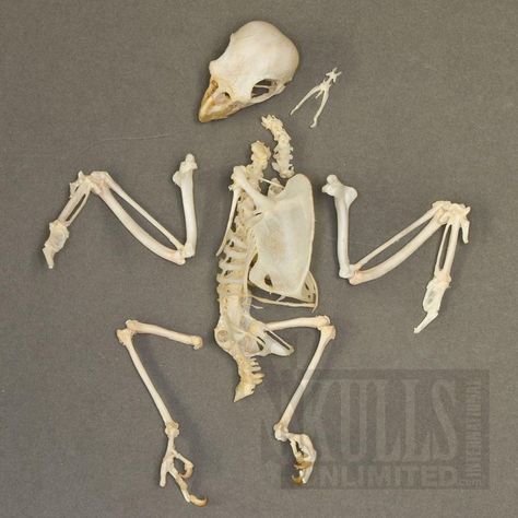 Common Marmoset, Comparative Anatomy, Bird Skeleton, Bird Bones, Cockatiel Bird, Animal Skeletons, Skull Pictures, Bone Crafts, Vulture Culture