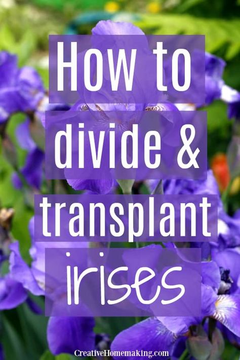 How And When To Divide Iris, When To Divide Iris Bulbs, Transplanting Iris In Spring, When To Move Iris Bulbs, Dividing Iris Plants, How To Plant Irises, Planting Iris Bulbs In Pots, Iris Care After Bloom, Iris Beds Flowers Garden