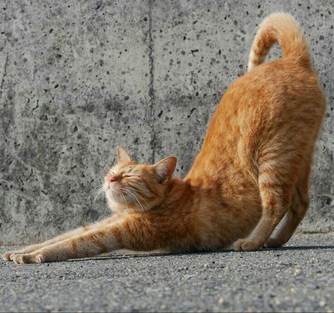 Cat Positions, Animal Poses, Colorful Hairstyles, Cat Stretching, Cat Anatomy, Cat Reference, Arte Van Gogh, Lots Of Cats, Cat Pose