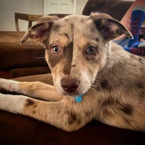 Collie Mix Puppies, Catahoula Leopard Dog Puppy, Catahoula Dog, Catahoula Leopard Hound, Catahoula Puppies, Border Collie Mix Puppies, Catahoula Mix, Catahoula Leopard Dog Mix, Puppy List