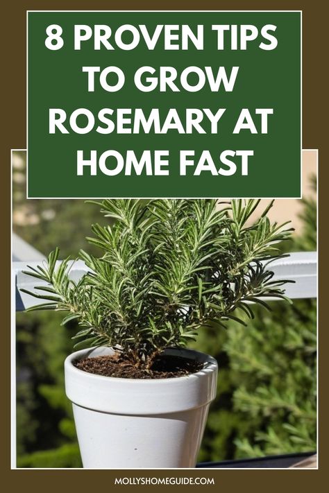 Discover the step-by-step process on how to grow rosemary from cuttings. Follow these easy techniques to propagate your own lush rosemary plants at home. Whether you're a beginner or experienced gardener, this guide will help you successfully cultivate beautiful rosemary bushes in your garden or indoor space. Learn the best practices for rooting rosemary cuttings and watch as your new plants thrive and flourish. Rosemary Bush, How To Propagate Rosemary From Cuttings, How To Root Rosemary Cuttings, Rosemary In Water Grow, Harvesting Rosemary How To, How To Take Care Of Rosemary Plant, Grow Rosemary From Clippings, Flowering Rosemary, Rosemary Plant Care