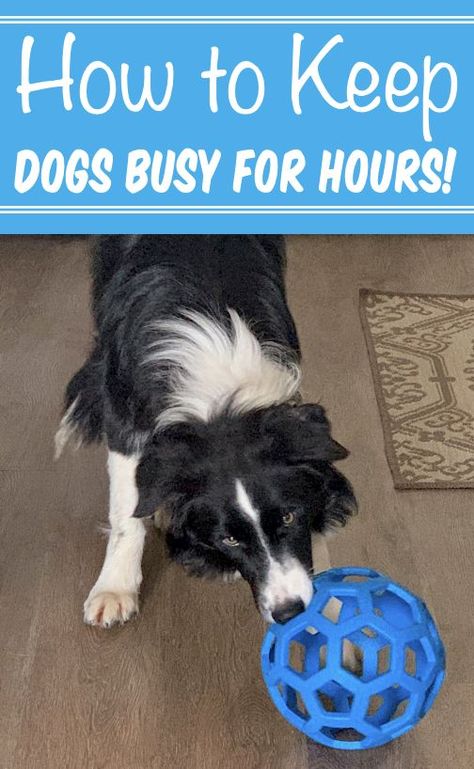 How to Keep Dog Busy While at Work Keep Dog Busy, Dog Busy Toys, Dog Toys For Boredom, Dog Boredom, Diy Pet Toys, Bored Dog, Diy Dog Toys, Dog Behavior Problems, Best Dog Toys