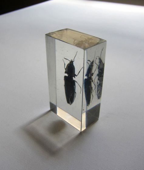 Insect bug beetle specimen embedded in clear lucite acrylic resin block paperweight. $15.00, via Etsy. Art Insects, Resin Block, Bug Beetle, Insects Theme, Bug Collection, Vulture Culture, Glass Blocks, Botanical Wedding, Jan 11