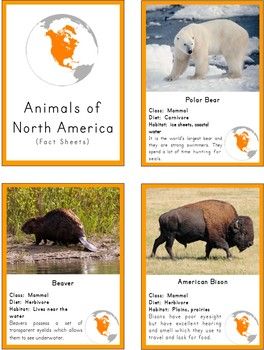 Animals In North America, North America Animals, America Map Illustration, Montessori Animals, Tree Leaf Identification, Animals Of North America, North America Flag, America Outline, North America Continent