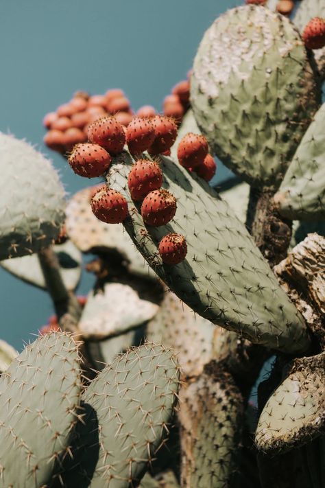 Prickly Pear Art, Succulent Photography, Photography Minimal, Pear Art, Cactus Photography, Desert Aesthetic, Nature Art Prints, Western Wall Art, Plant Photography