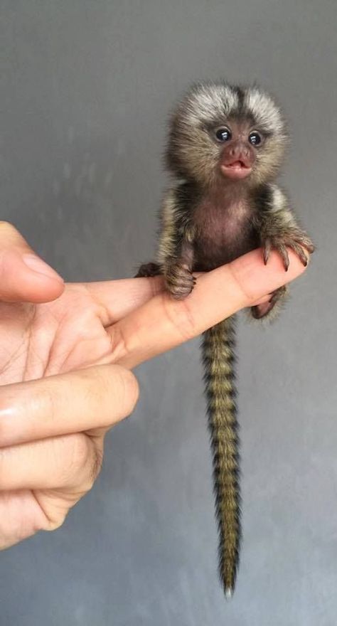 Pygmy Marmoset, Regnul Animal, Mandrill, Baby Animals Pictures, Baby Animals Funny, Amazing Animals, Cute Animal Photos, Cute Animal Pictures, Cute Creatures