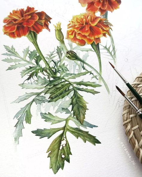 Watercolour Botanical Illustration, Watercolour Botanical Flowers, Julia Petrova, Botanical Sketching, Painterly Flowers, Botanical Watercolor Painting, Contemporary Botanical Art, Sketchbook Artist, Painted Fan